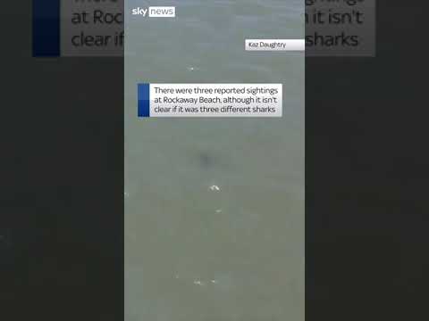 A beach in New York has been closed down after three people reported seeing sharks in the water