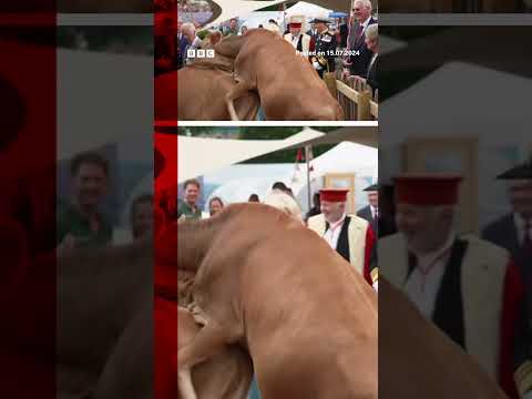 Cows get frisky in front of King Charles and Queen Camilla. #Royals #BBCNews