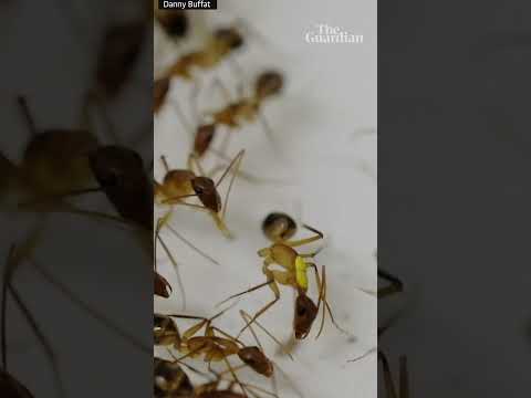 Ant carries out life-saving amputation on injured nest mate