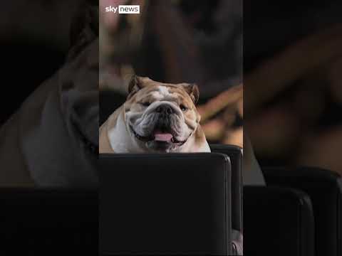 Governor upstaged by his dog at RNC