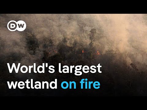 Wildfires burn 700,000 hectares of Pantanal wetland | DW News