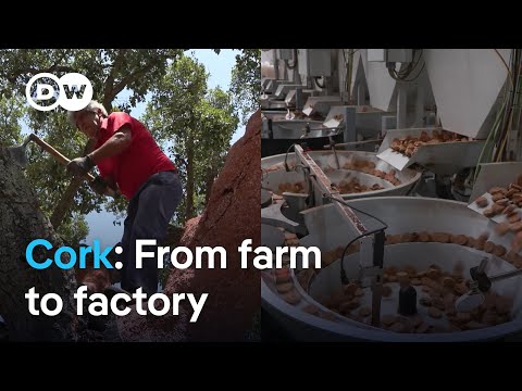 Sustainable cork: How it’s harvested and what it can do | Focus on Europe