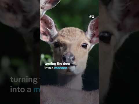 South Korean island hit by deer plague | DW News