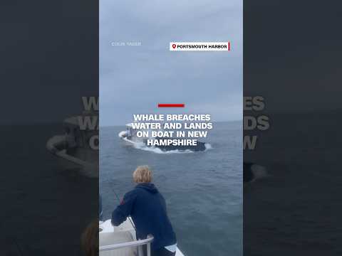 Whale breaches water and lands on boat in New Hampshire