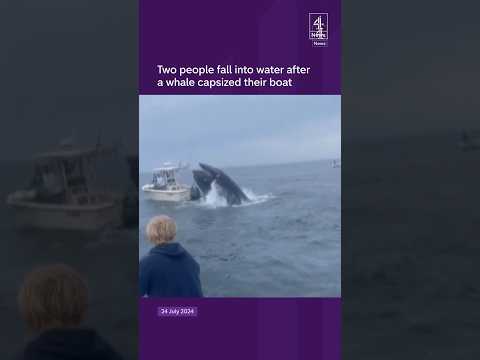 Whale throws two people into water