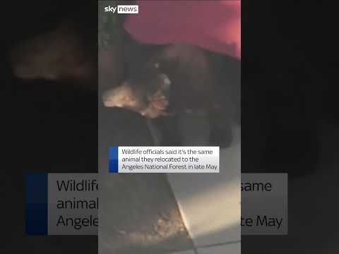 Bear found napping in a tree in California