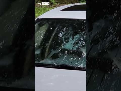 Black bear and cub trash car