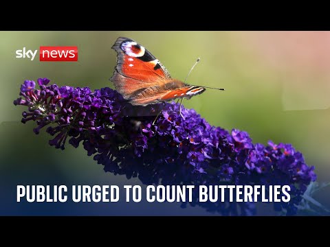 Public urged to count butterflies amid climate crisis threat