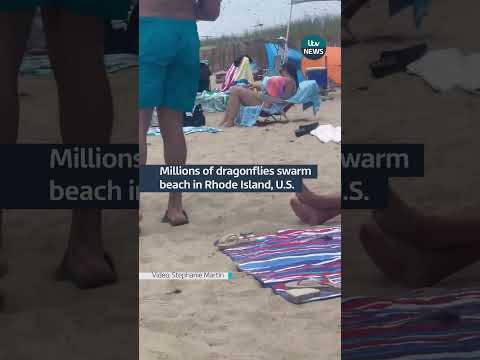 Millions of dragonflies swarm beach in Rhode Island, U.S.#itvnews