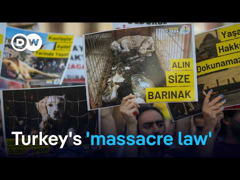 Turkey: Parliament passes law to remove millions of stray dogs | DW News