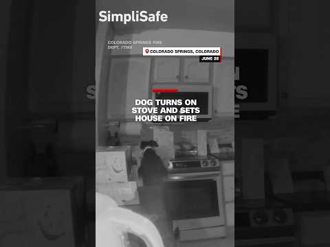 Dog turns on stove and sets house on fire