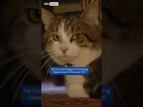 What happens to Larry the cat now?