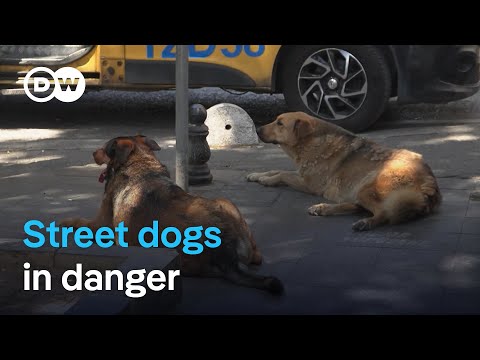 Activists mobilize against Turkey’s plan to euthanize stray dogs | DW News