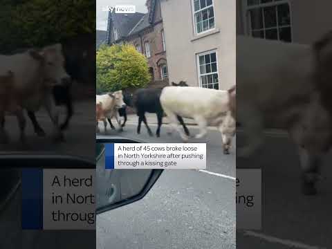 Escaped cows charge down road