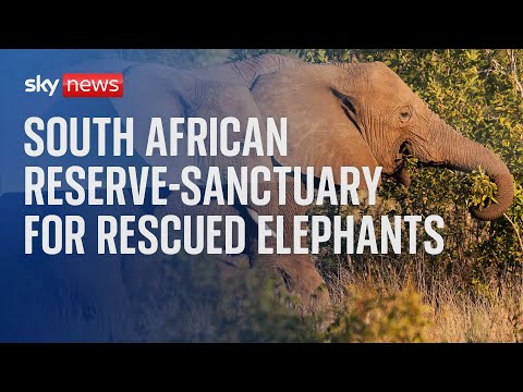 Watch live: World Elephant Day at a South African reserve-sanctuary for rescued elephants