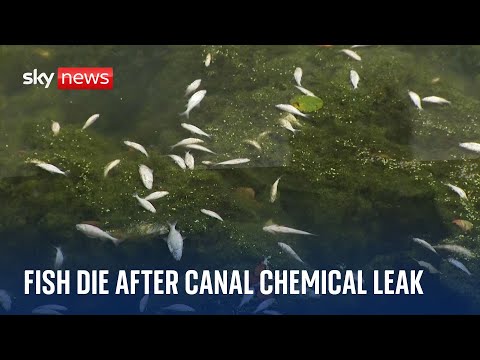 Suspected sodium cyanide leaks into Walsall canal