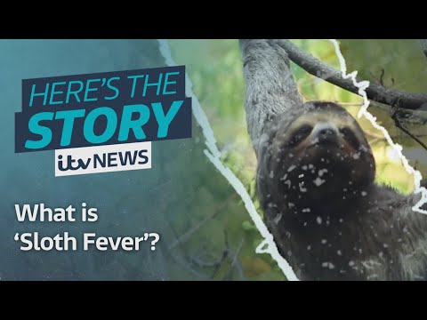 What is the ‘Sloth Virus’? | ITV News