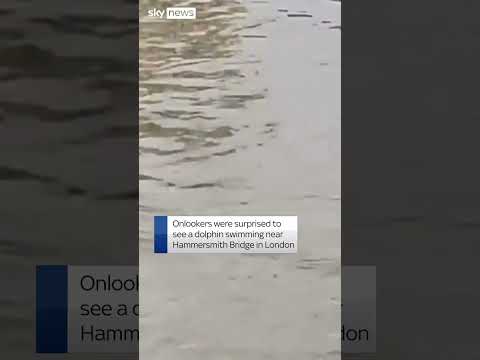 Dolphin spotted in River Thames
