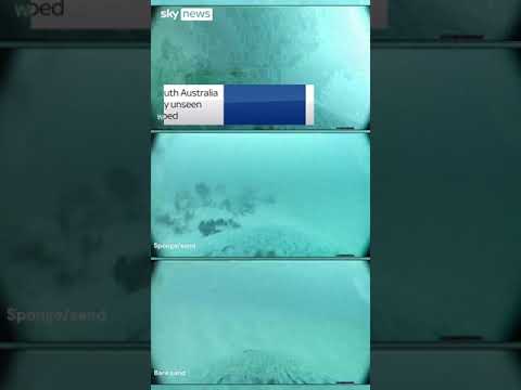 Sea lion cam reveals seabed