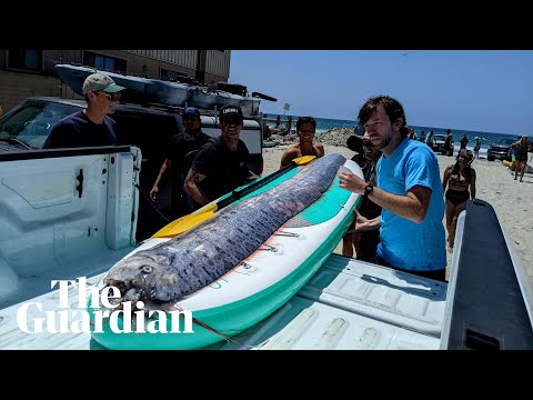 Rarely seen deep-sea fish washes up in California