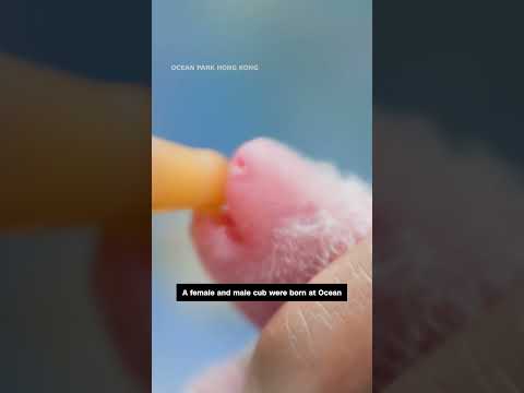 Hong Kong’s giant panda Ying Ying gives birth to twins