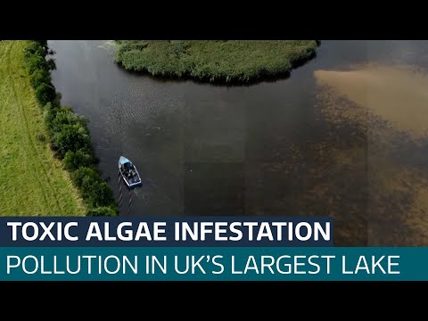 Northern Ireland’s Lough Neagh is blighted by toxic algae linked to agricultural run-off | ITV News