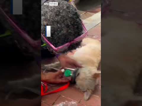 Dog rescued from burning building revived by medics in Washington DC
