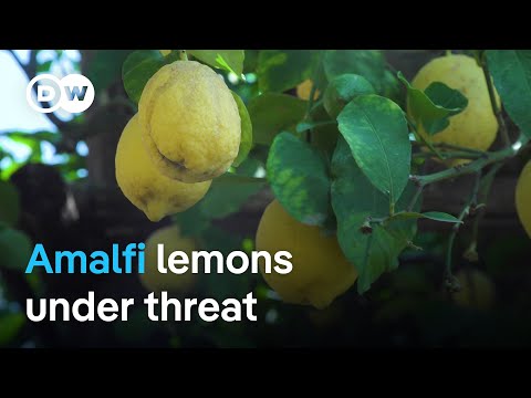 Can the Amalfi Coast’s famous lemons be saved? | Focus on Europe