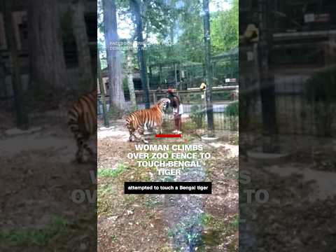 Woman climbs over zoo fence to touch Bengal tiger