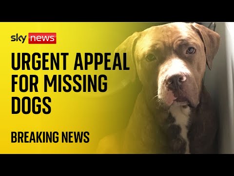 Urgent appeal for missing dogs suspected of fatal ‘attack’ after man found dead in garden