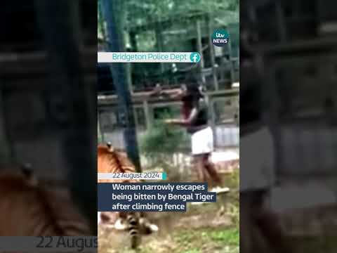 Woman narrowly escapes being bitten by Bengal Tiger after climbing fence #itvnews #news