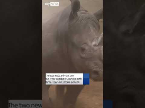 Two new rhinos arrive at safari park