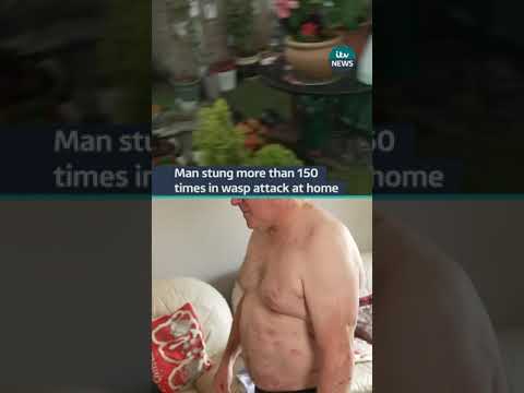 Man stung more than 150 times in wasp attack at home | ITV News