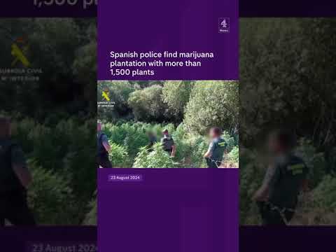 Over 1,500 marijuana plants found in Spain