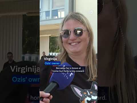 Corgis battle in ‘ruff’ contest | DW News