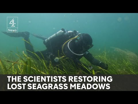 Seagrass meadows: Britain’s most important and threatened habitat