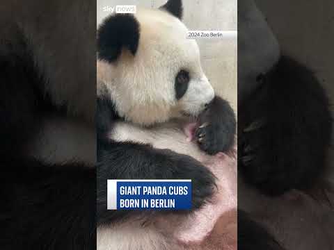 Panda cubs born in Berlin