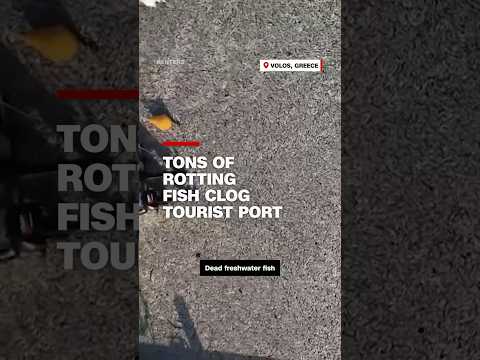 Tons of rotting fish clog tourist port