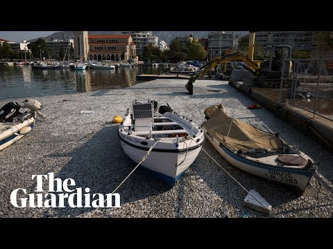 Hundreds of thousands of dead fish blanket Greece tourist port after flooding