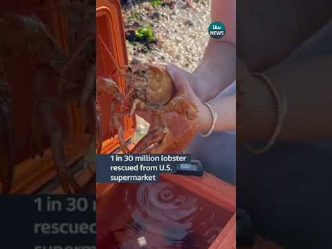 Ultra-rare orange lobster named ‘Clementine’ rescued from New York store #itvnews