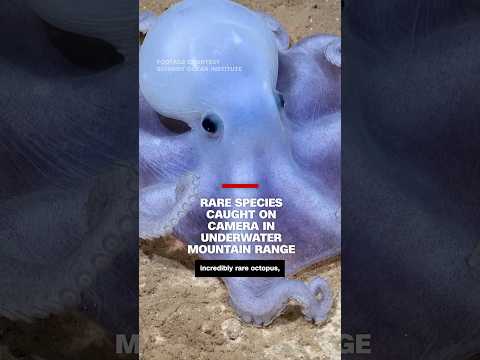 Rare species caught on camera in underwater mountain range