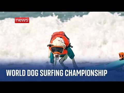 Watch live: World Dog Surfing Championships in California