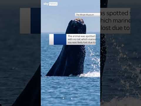 Disabled humpback whale seen in Washington