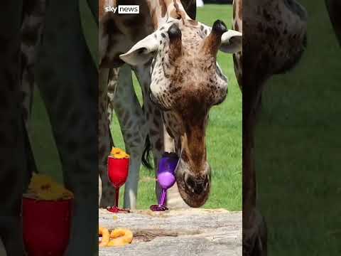 Zoo throws party for animals