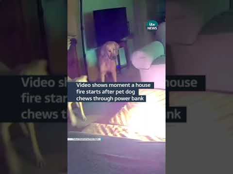 Video shows moment a house fire starts after pet dog chews through power bank