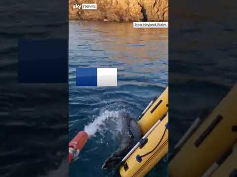 Seal lounges on ‘stolen’ dinghy