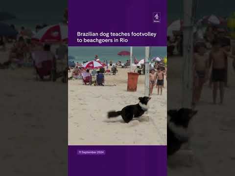 Brazilian dog teaches footvolley
