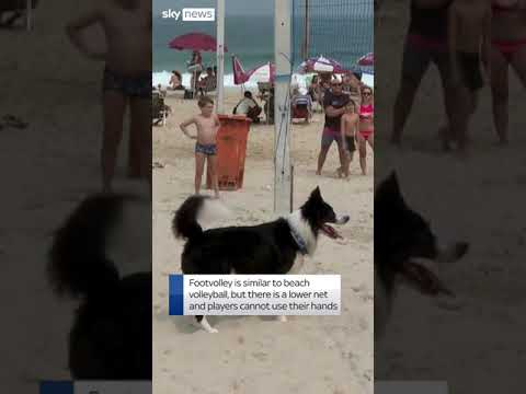 Brazilian dog becomes footvolley star