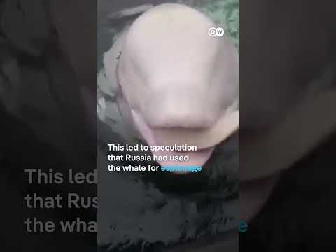 Suspected Russian ‘spy whale’ Hvaldimir found dead off the Norwegian coast | DW News