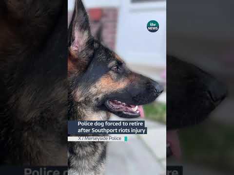 Police dog forced to retire after Southport riots injury #itvnews